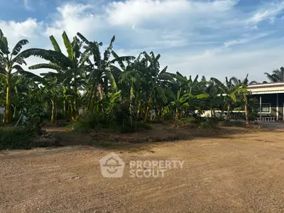 Spacious land with lush banana trees under a clear blue sky, ideal for agricultural investment.