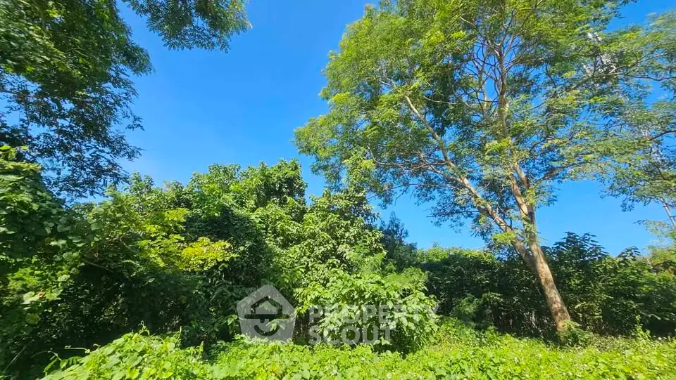 Lush green landscape with tall trees under a clear blue sky, perfect for nature lovers.