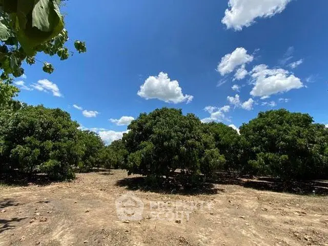 Expansive orchard with lush trees under a bright blue sky, perfect for agricultural investment.