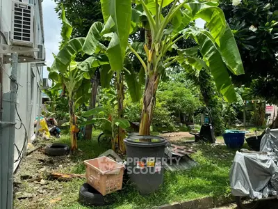Lush garden area with banana trees and greenery, perfect for nature lovers.