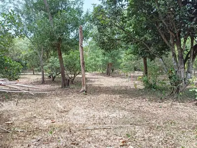 Spacious land plot with lush greenery perfect for development or agriculture.