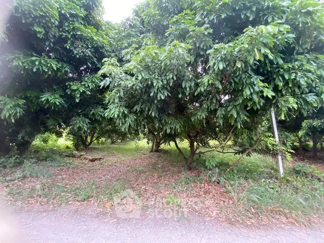 Lush green garden with mature trees and serene atmosphere