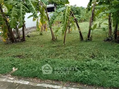 Lush garden area with banana trees, perfect for landscaping or gardening enthusiasts.