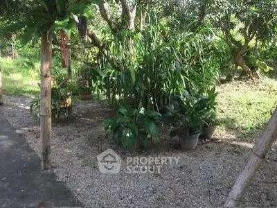 Lush garden area with vibrant greenery and gravel pathway