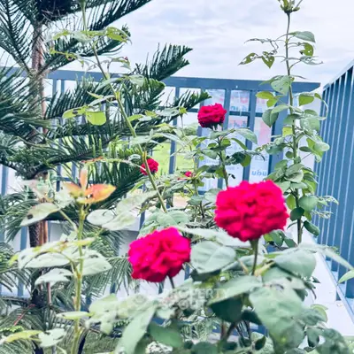 Charming balcony garden with vibrant red roses and lush greenery.