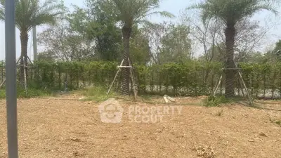 Spacious garden area with young palm trees and lush greenery, perfect for landscaping opportunities.