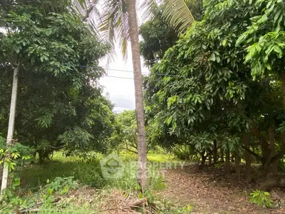 image_rental-29468974