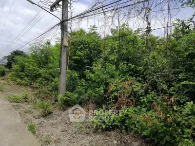Vacant land with lush greenery and utility pole, ideal for development opportunities.