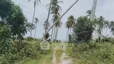 Scenic tropical land with palm trees and dirt path, ideal for development or investment.
