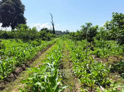 Lush agricultural land with vibrant green crops under a clear blue sky, ideal for farming opportunities.