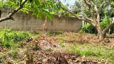 Spacious outdoor garden area with lush greenery and mature trees, perfect for landscaping opportunities.
