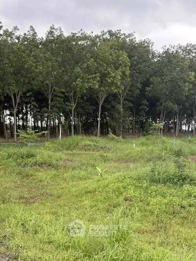 Expansive green land plot with lush trees, perfect for development or investment opportunities.