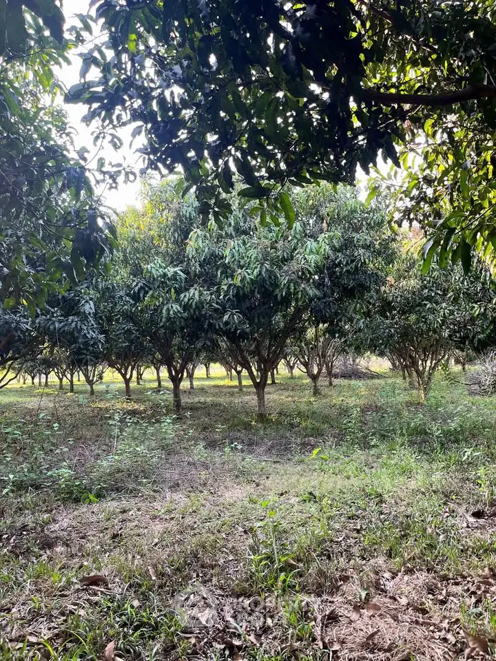Lush green orchard with rows of fruit trees, perfect for agricultural investment.