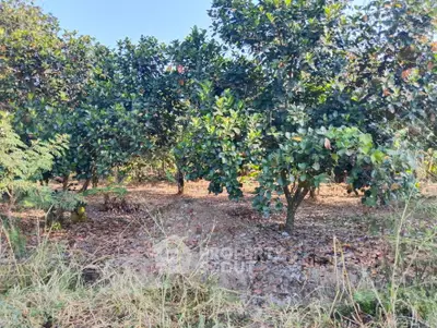 image_rental-27707575