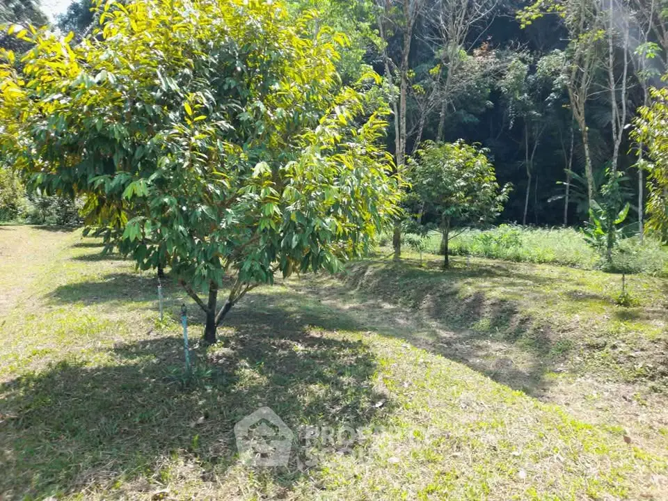 Lush green garden with mature trees in a serene outdoor setting, perfect for nature lovers.