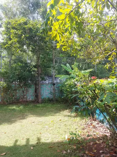 Lush green garden with trees and sunlight, perfect for relaxation and outdoor activities.