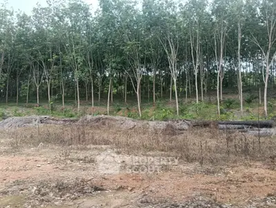 Expansive land plot with lush forest backdrop, ideal for development or investment opportunities.