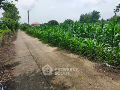 Scenic rural road flanked by lush green cornfields under a clear sky, perfect for countryside living.