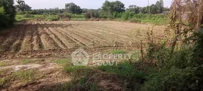 Expansive agricultural land with lush greenery, perfect for farming or development opportunities.