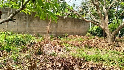 Spacious garden area with mature trees and privacy wall, ideal for landscaping or outdoor activities.