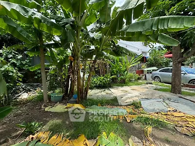 Lush garden with banana trees and parked car in residential area
