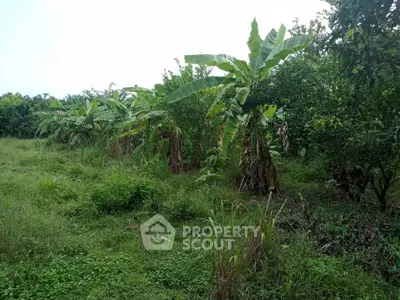 Lush green land with banana trees, perfect for agricultural investment or serene countryside living.