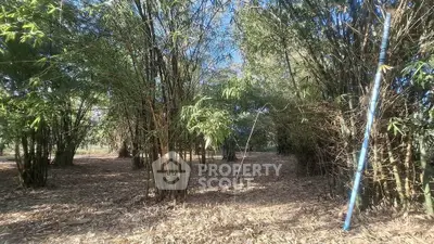 Serene bamboo grove offering a tranquil natural setting, perfect for eco-friendly real estate development.