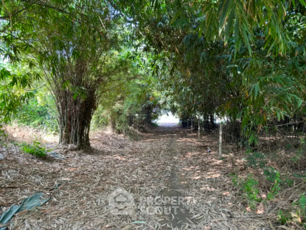 Serene pathway surrounded by lush greenery and bamboo trees, perfect for nature lovers seeking tranquility.