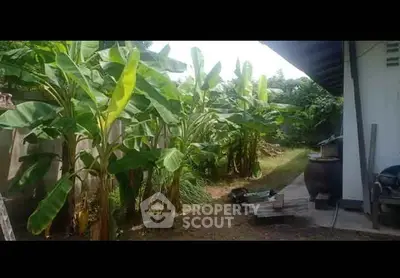 Lush garden area with banana trees beside a building, ideal for nature lovers.