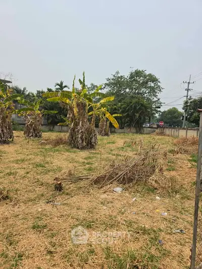 Spacious plot of land with banana trees, ideal for development in a serene neighborhood.