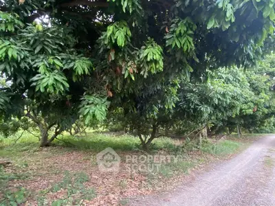 Lush green orchard with mature trees lining a dirt path, perfect for agricultural investment.