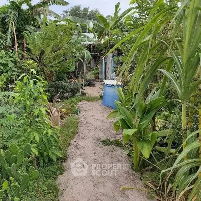 Lush garden pathway surrounded by tropical plants and greenery