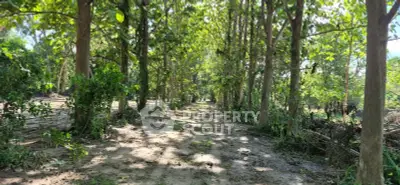 Serene wooded pathway in lush green forest setting, perfect for nature lovers and outdoor enthusiasts.