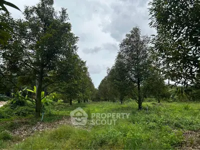 Lush green orchard with rows of mature trees under a cloudy sky, perfect for agricultural investment.
