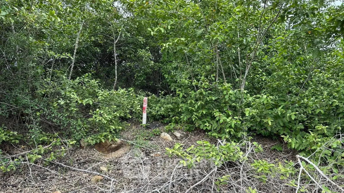 Lush green land plot surrounded by dense foliage, ideal for development or investment opportunities.