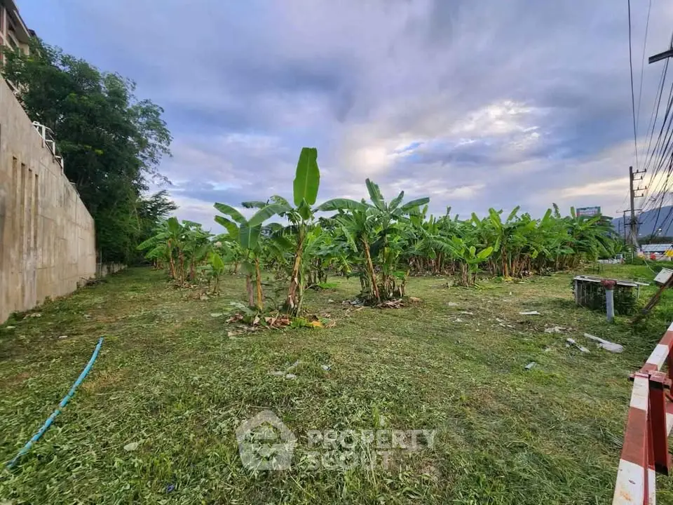 Spacious land plot with lush banana trees under a vibrant sky, ideal for development or agriculture.