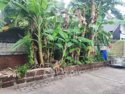 Lush tropical garden with banana trees in a residential area, offering a serene and natural ambiance.