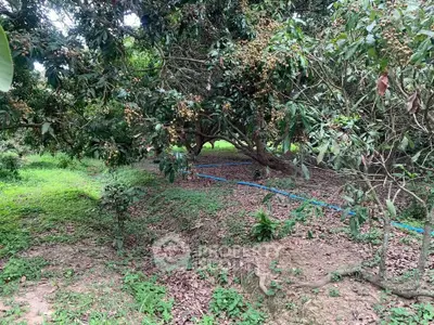 image_rental-27754518