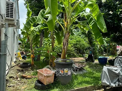 Lush garden area with banana trees and greenery, perfect for nature lovers.