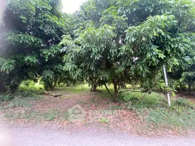 Lush green garden with mature trees and grassy pathway, perfect for nature lovers.