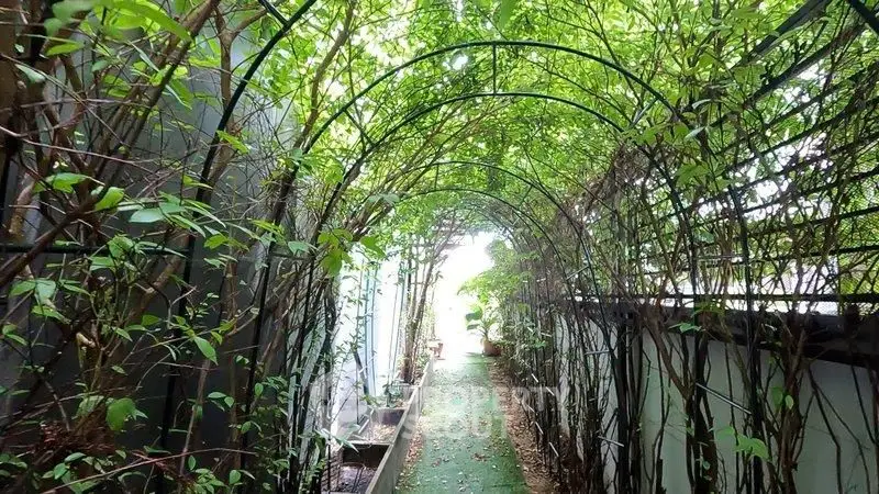 Charming garden pathway with lush greenery and archway, perfect for tranquil outdoor living.