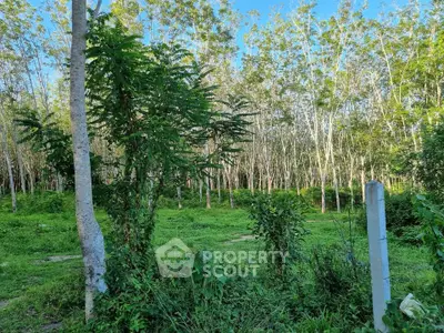 Lush green land with dense trees, perfect for development or investment opportunities.