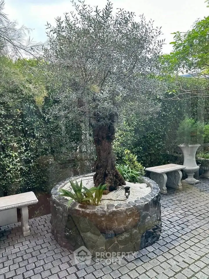 Charming garden with mature olive tree and elegant stone benches