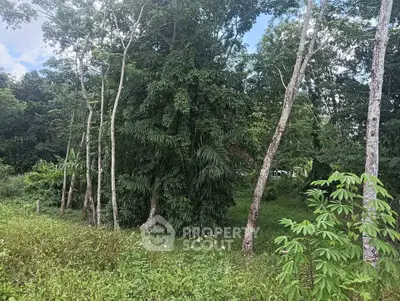 Lush green landscape with tall trees and dense foliage, perfect for nature lovers seeking tranquility.