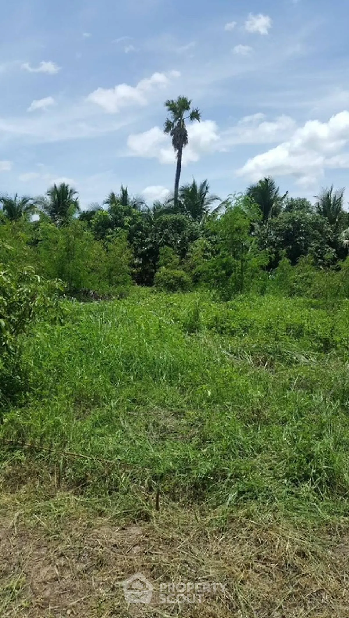 Lush green land with palm trees under a clear blue sky, perfect for development.