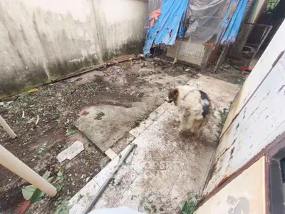 Unkempt backyard with a dog, potential for renovation and landscaping.