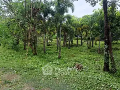Lush green garden with palm trees and trimmed grass, perfect for nature lovers.