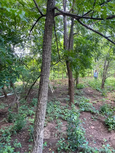 Lush green garden area with mature trees and dense foliage, perfect for nature lovers.