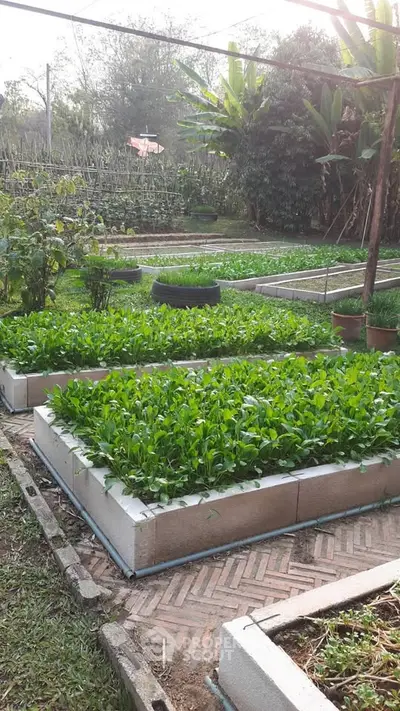 Lush garden with raised vegetable beds and vibrant greenery, perfect for sustainable living.
