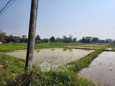 Scenic view of lush green rice fields under a clear blue sky, perfect for agricultural investment.